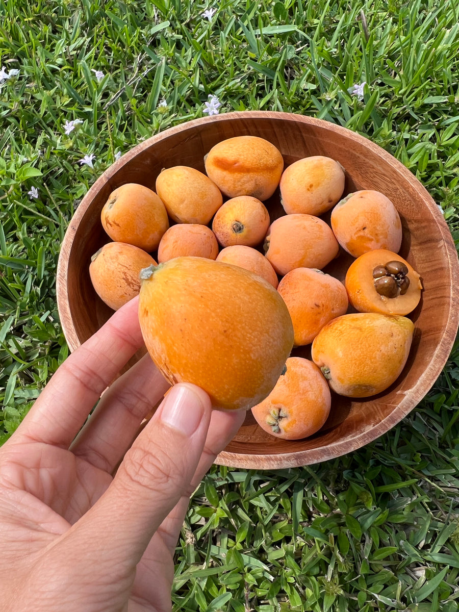 Loquat Rice Loquats are available for a limited time 🍑 – Miami Fruit