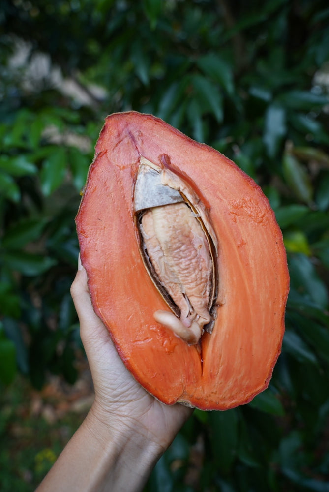 Mamey Sapote is Finally BACK in Abundance 🧡