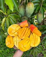 Mahachanok, Haden and Caramel Coast Mango 🥭