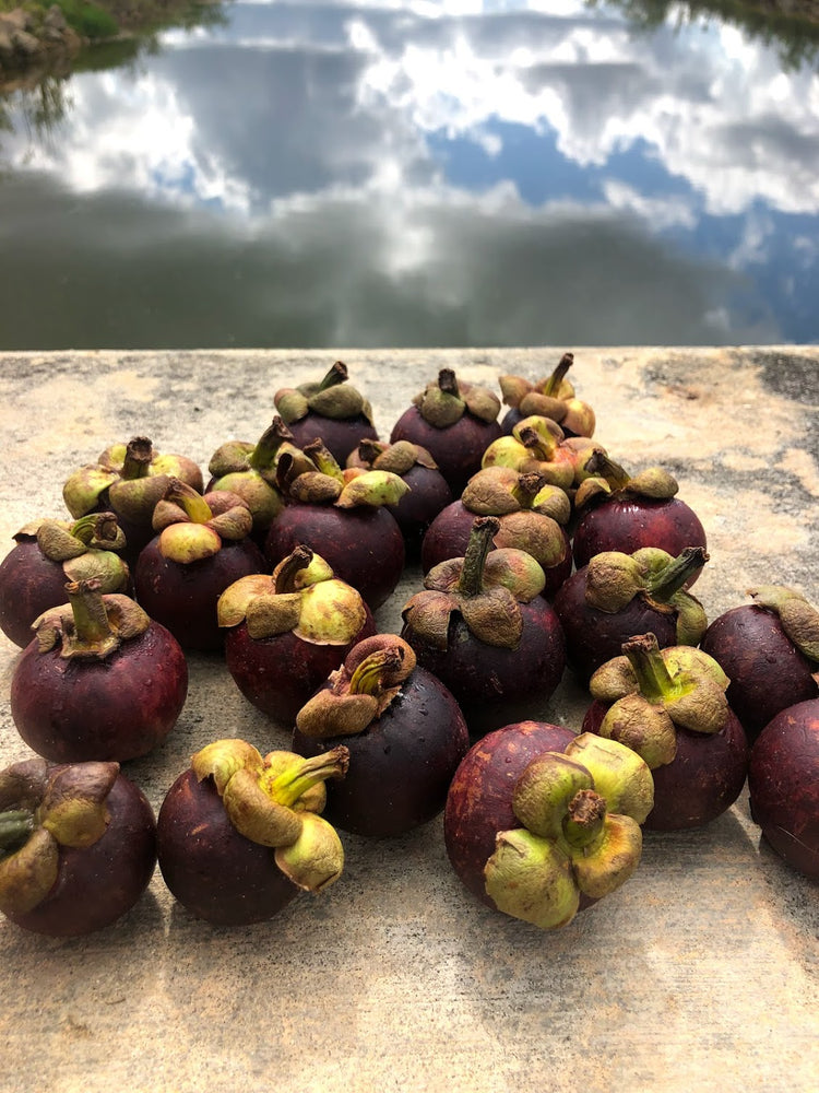 Mangosteen is in season right now 💟