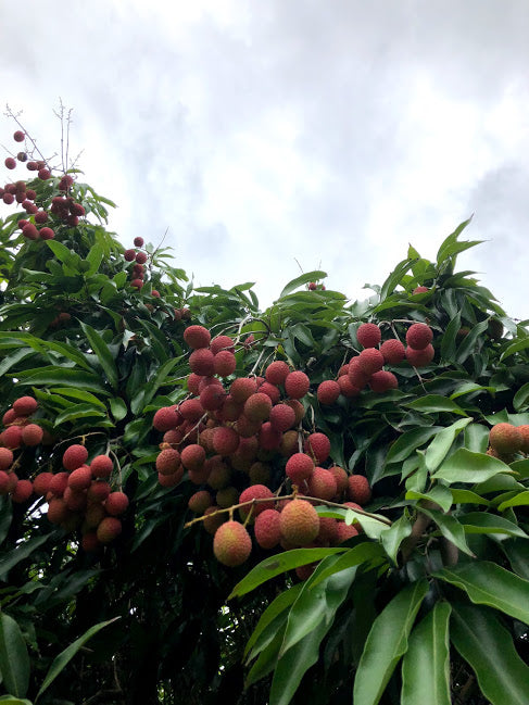 😍Lychee Season is ALMOST here! + What to expect💕