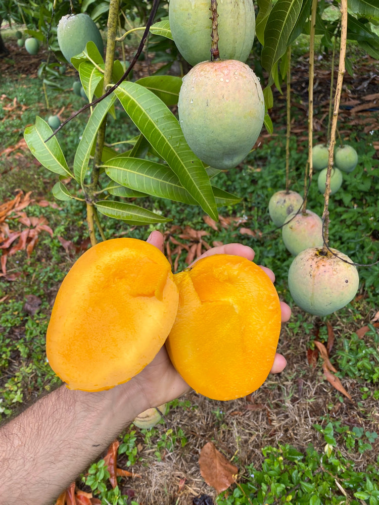 It's peak mango season! 🥭