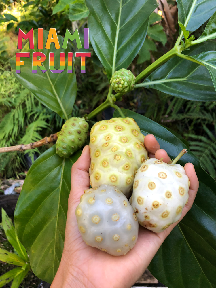 Noni 🍕 The antioxidant rich stinky cheese pizza fruit