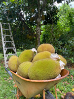 Mushy Jackfruit in season! 💛