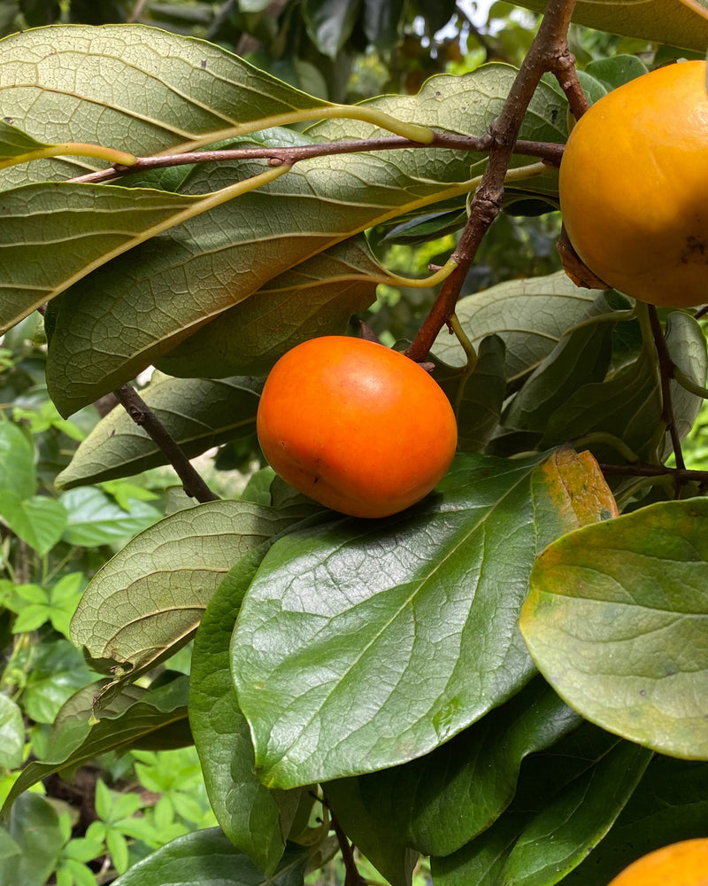 Tropical Persimmons are 50% off for a limited time!! 🍅