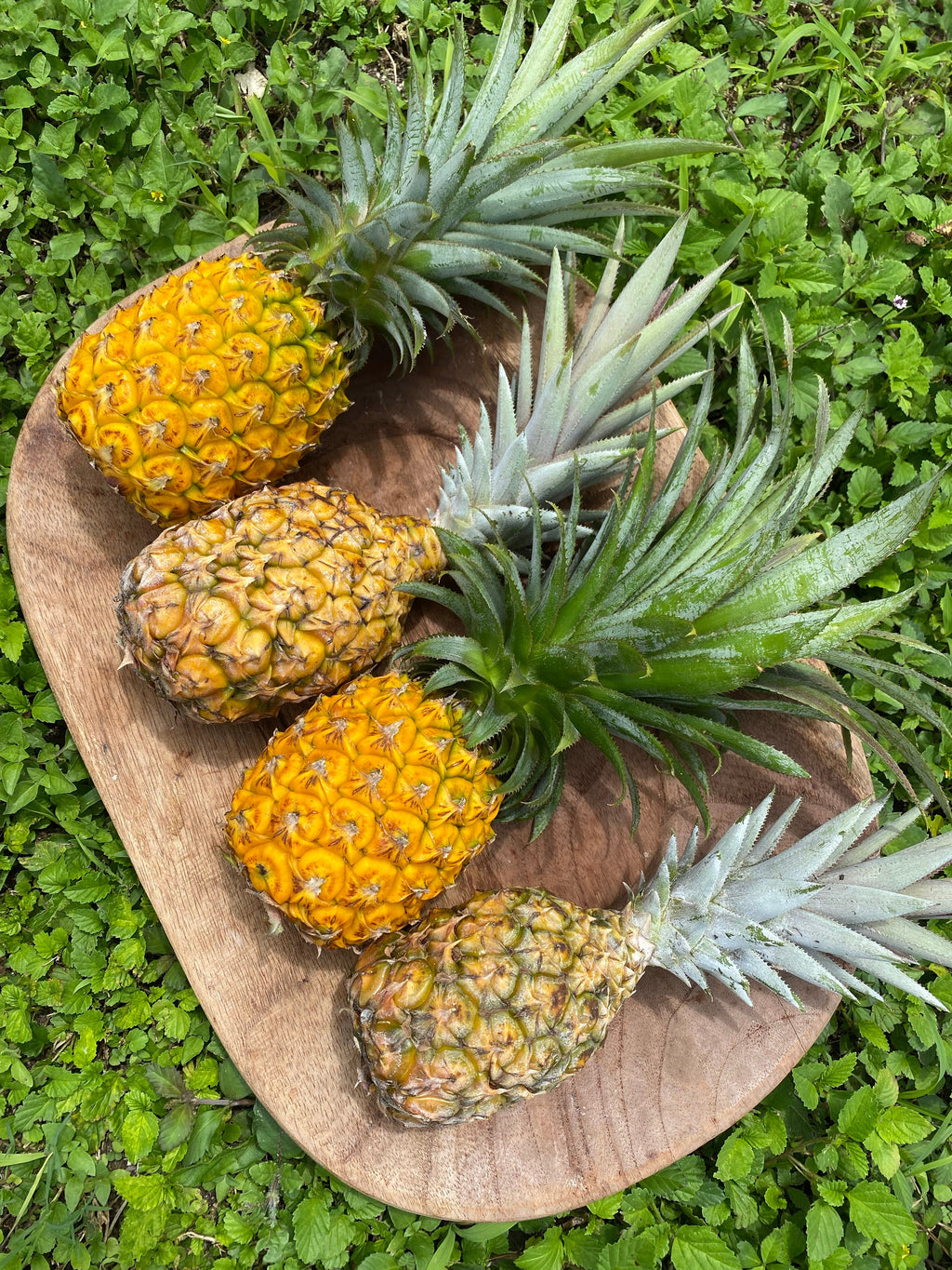 Monthly Pineapple Subscription (Includes Shipping)