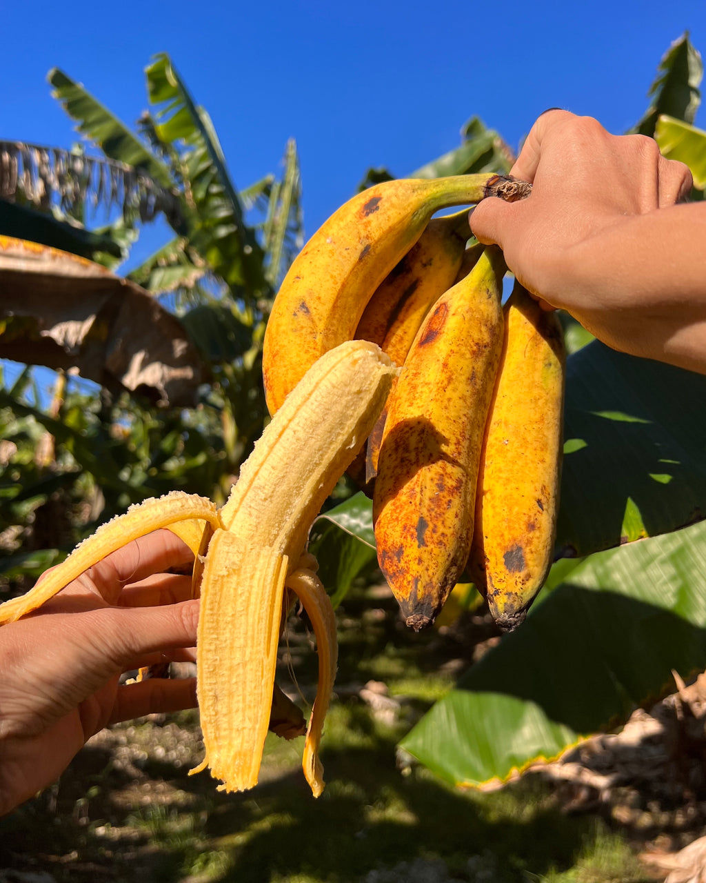 Pinang Raja Pisang Raja