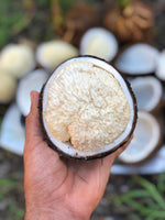 Sprouted Coconut Information 🥥