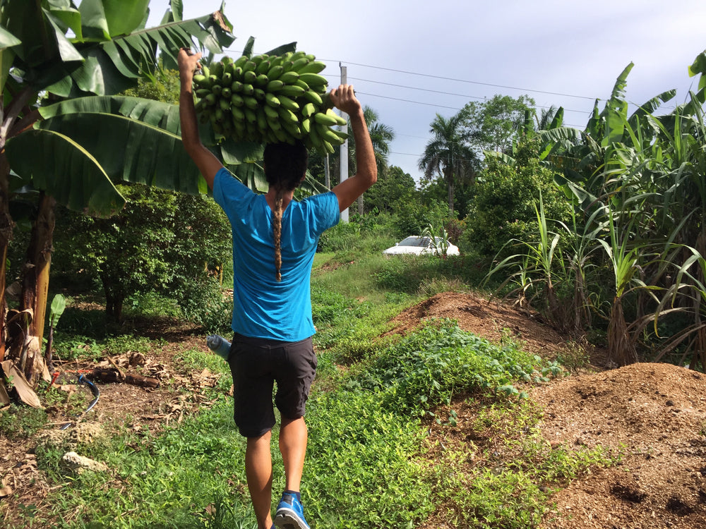 Miami Fruit Harvest of the Week