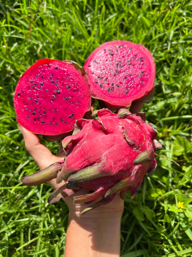 Red Dragonfruit is Available 🐲