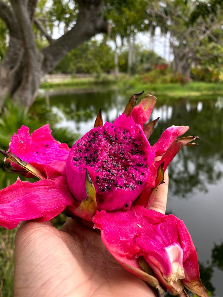 ❤️ Red dragonfruit is back in season!