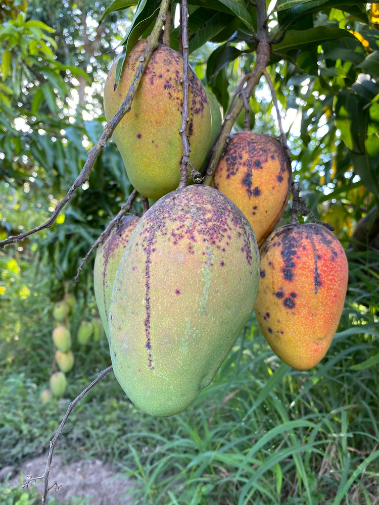 Mango Season is Starting!! 🥳