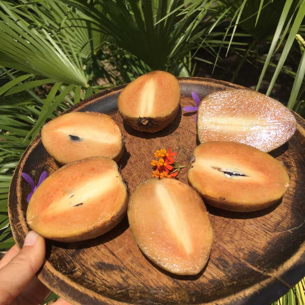 👀How to tell when a sapodilla is RIPE☀️with video!