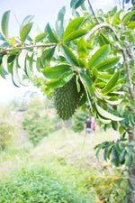 $33 off soursop for the next 24 hours 💚