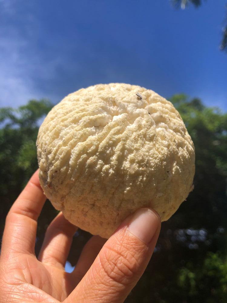 🌴Sprouted Coconut GIVEAWAY🌴
