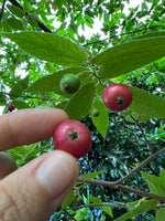 Frozen Strawberry Tree Berry SALE 🍒