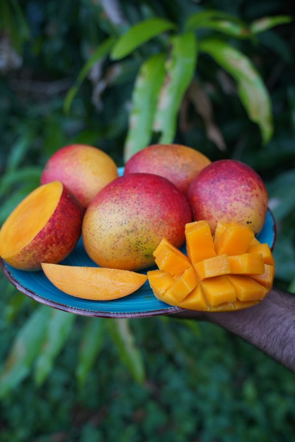 Tommy Atkins mango now in season🥭