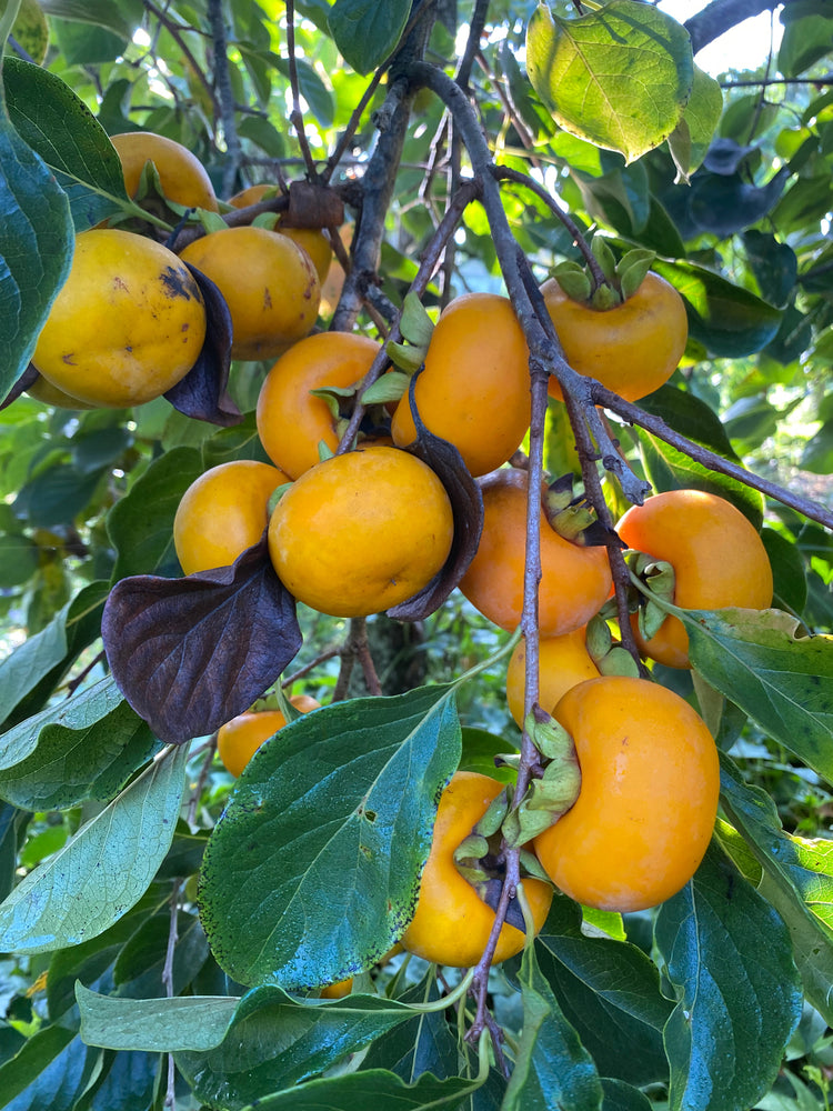 Tropical Persimmons are in season! 🍅