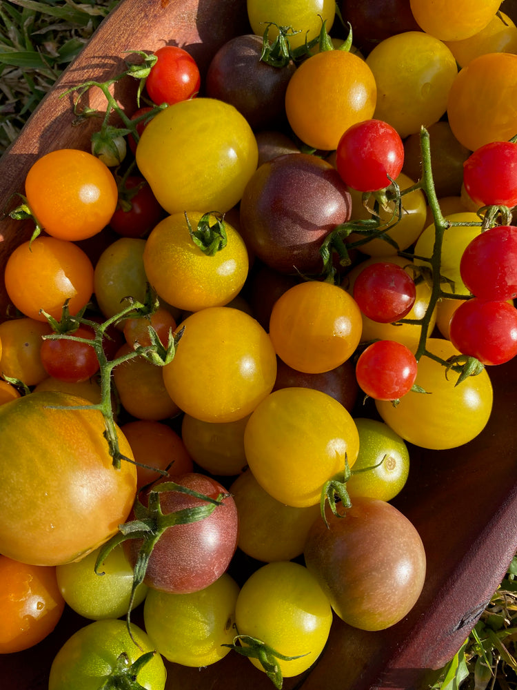 Local, organic, rare tomatoes now available! 🍅