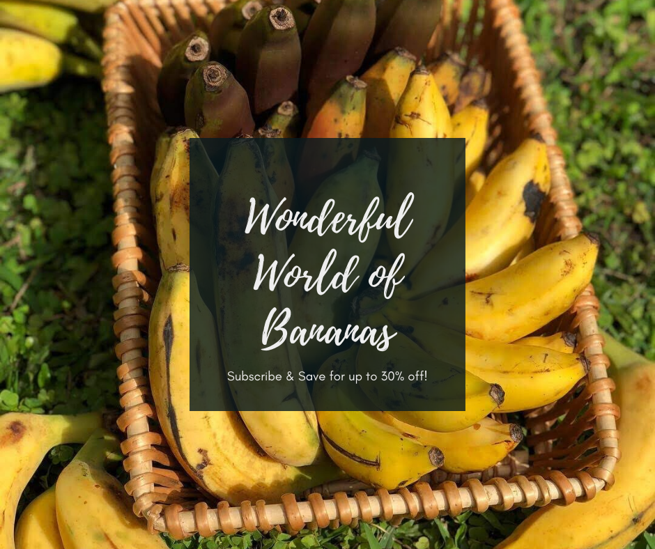 Wonderful World of Bananas 🍌