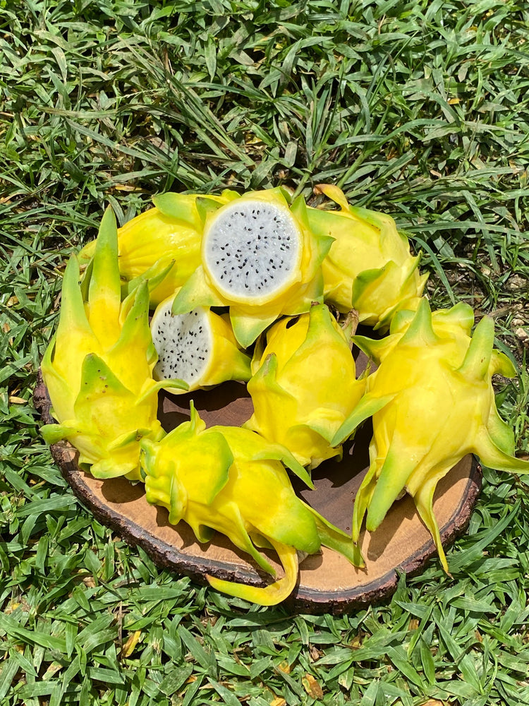 Sunrise Yellow Dragonfruit Sale 💛 $20 off!