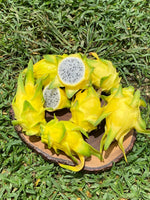 Sunrise Yellow Dragonfruit Sale 💛 $20 off!