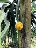 Last call for yellow dragonfruit BOGO 💛