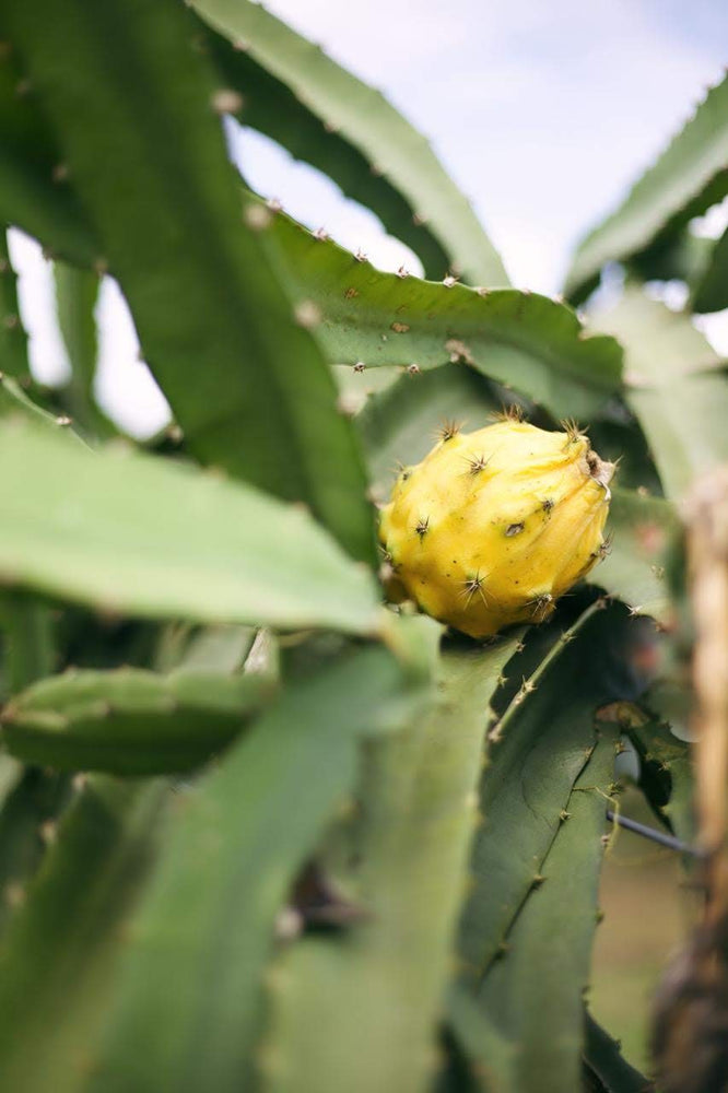 Last week of yellow dragonfruit 💛