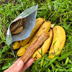 Gros Michel Banana *Pre-Order*