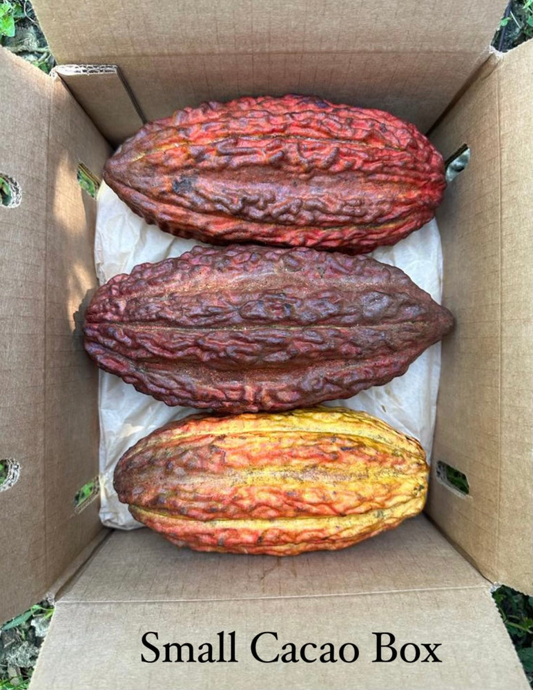 Cacao (Chocolate) Box
