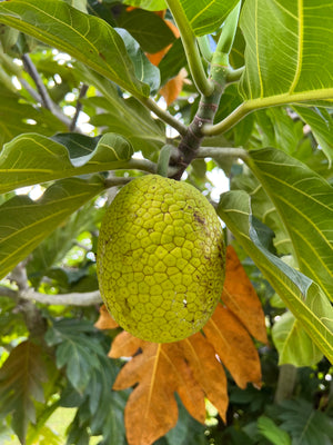 Breadfruit (Ulu) Box *Pre-Order*