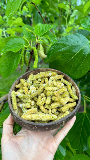 
            
                Load image into Gallery viewer, Freeze Dried Green Mulberry *NEW*
            
        