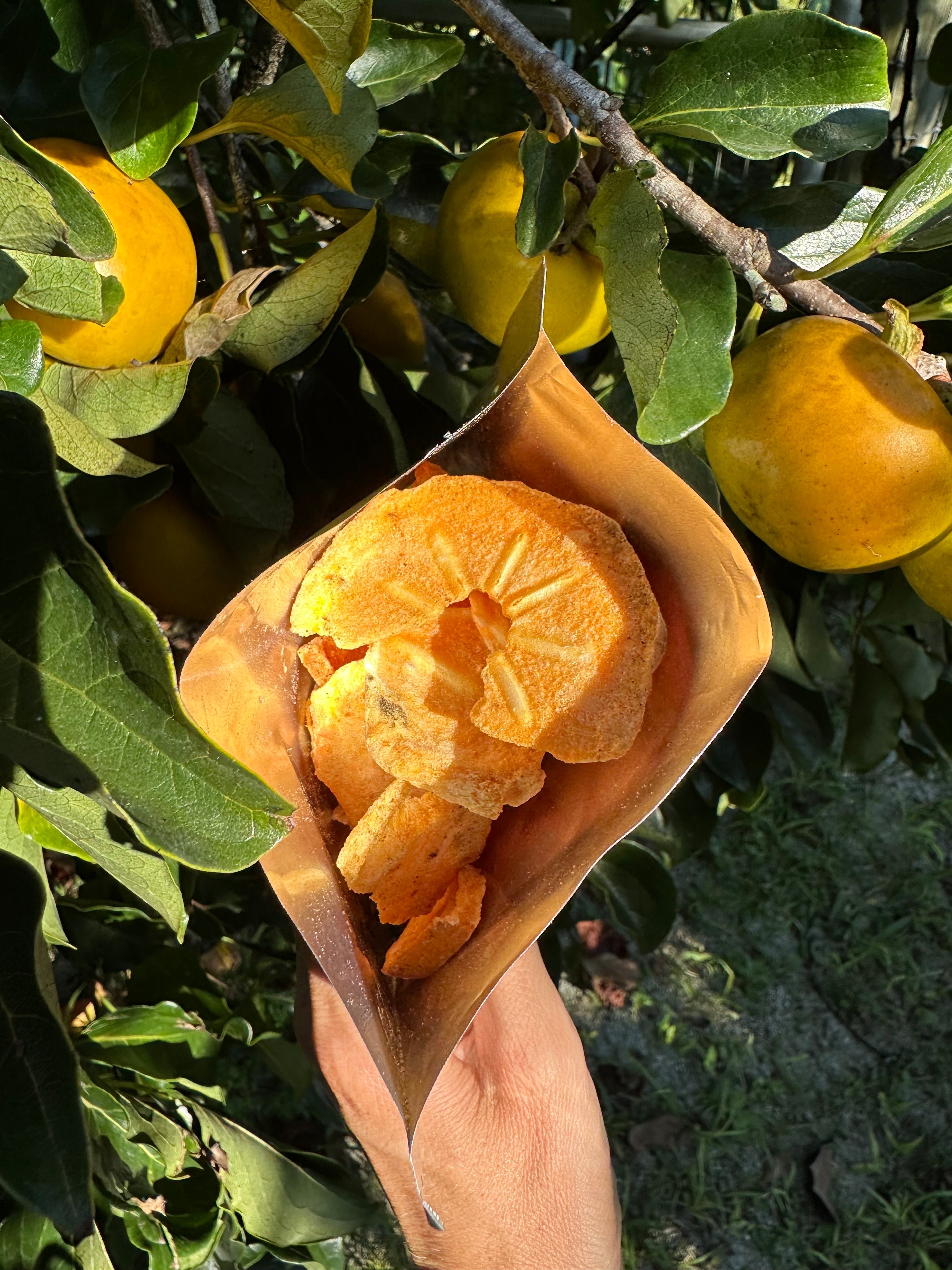 Freeze Dried Persimmon – Miami Fruit