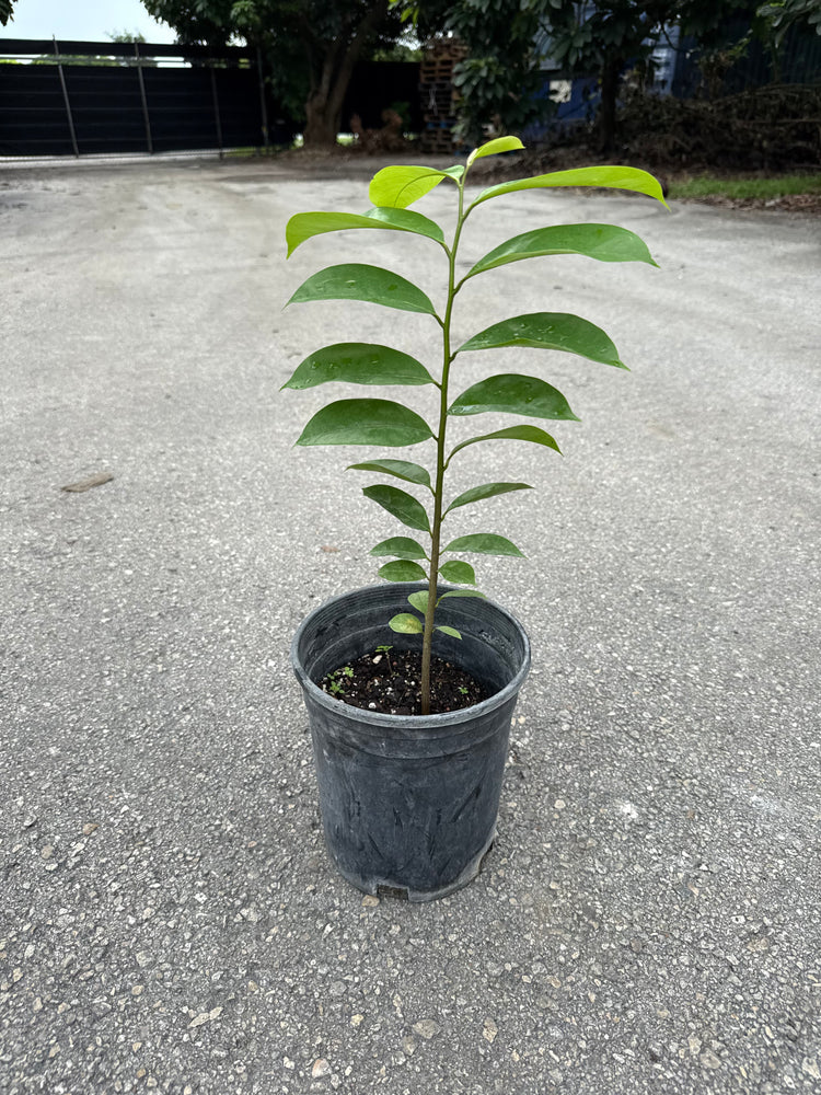 Soursop TREE- 1 gallon