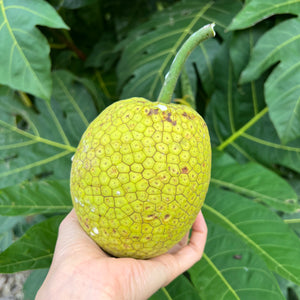 Breadfruit (Ulu) Box *Pre-Order*