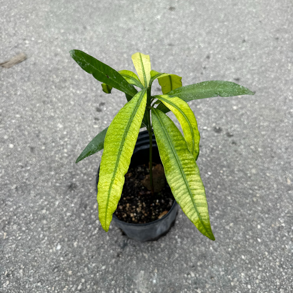 Achacha TREE- 1 gallon