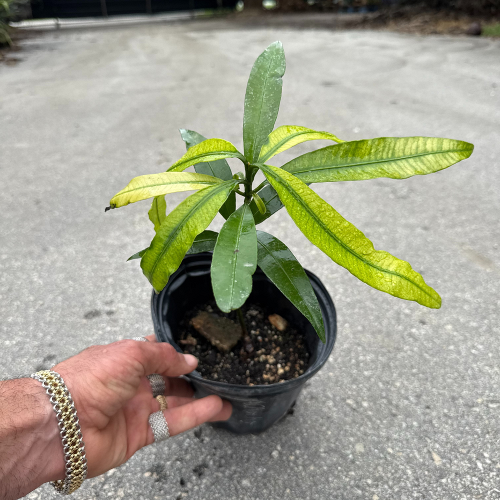 Achacha TREE- 1 gallon