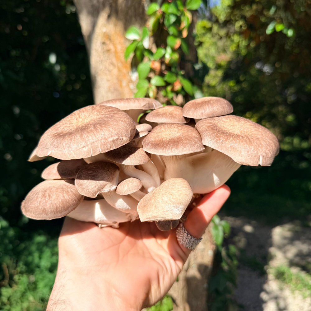 Fresh Black Pearl Oyster Mushrooms