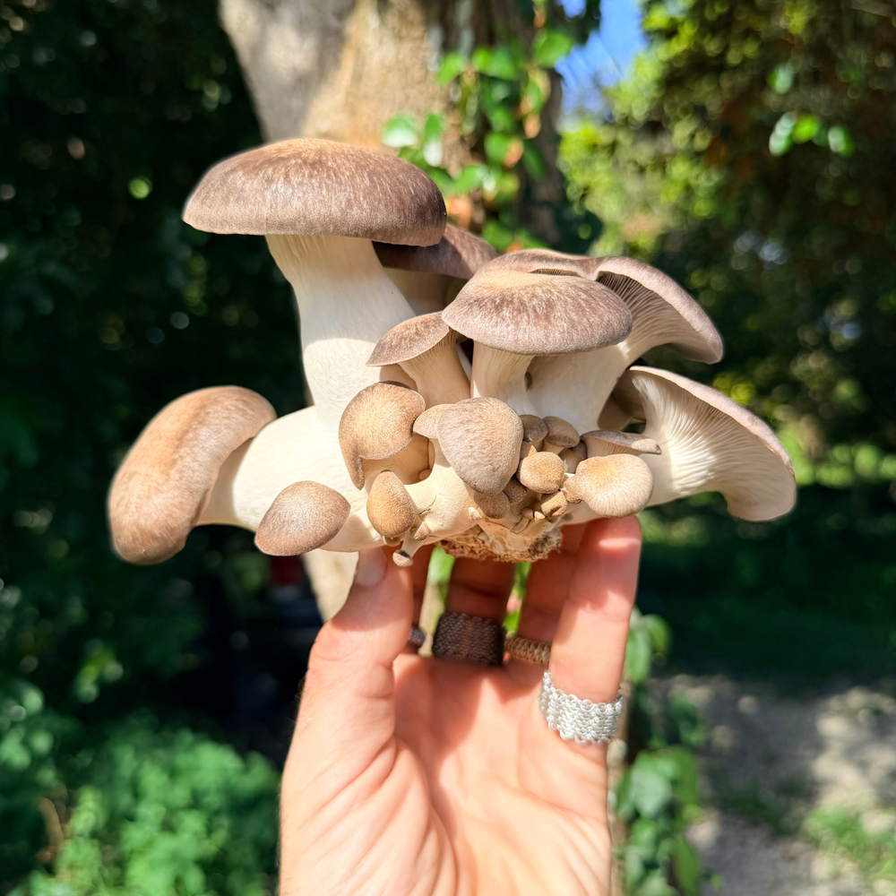 Fresh Black Pearl Oyster Mushrooms