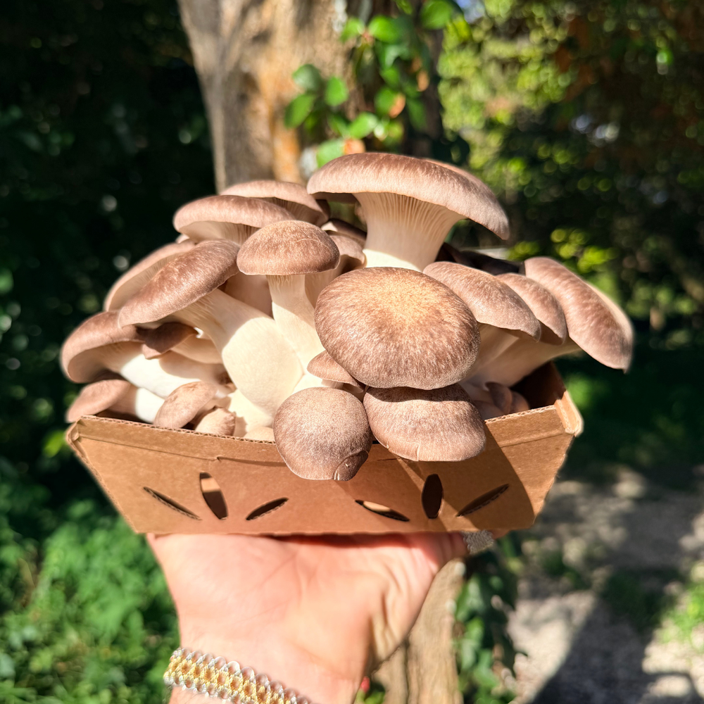 Fresh Black Pearl Oyster Mushrooms