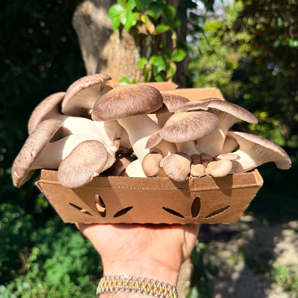 Fresh Black Pearl Oyster Mushrooms