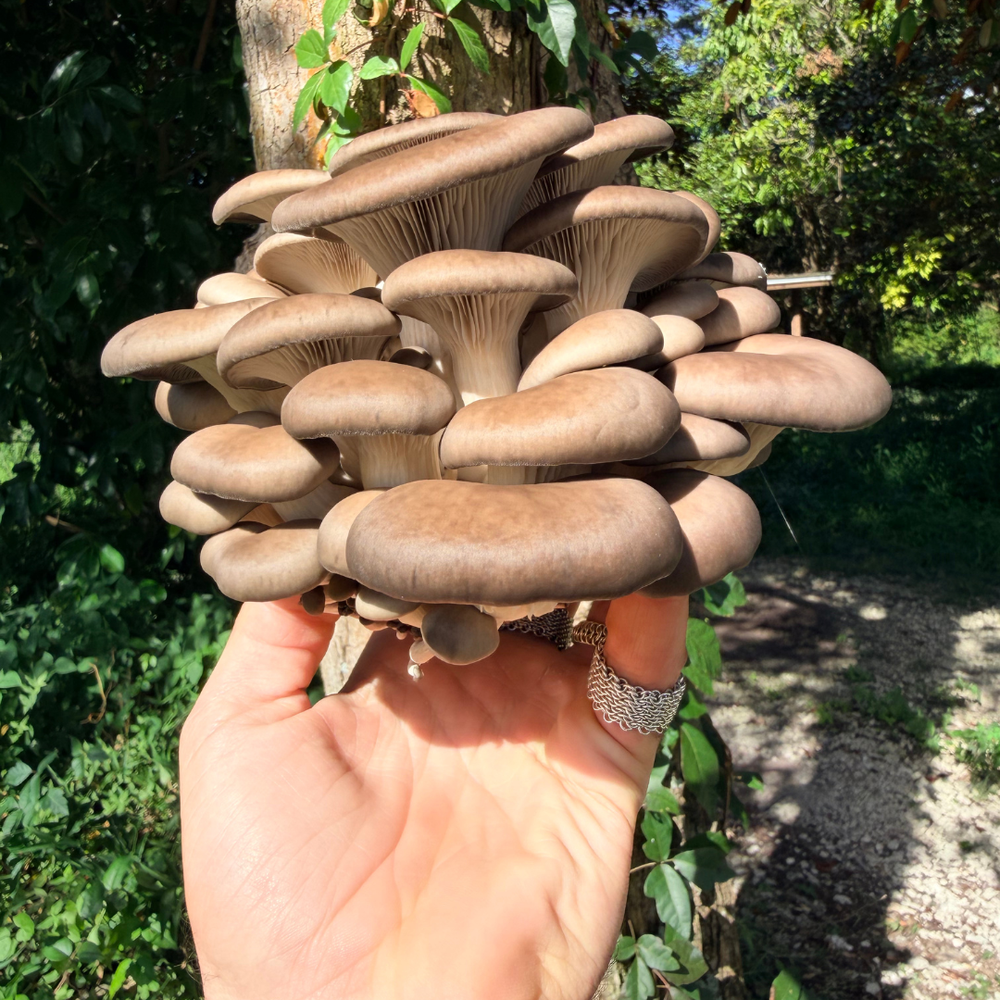 Fresh Blue Oyster Mushrooms