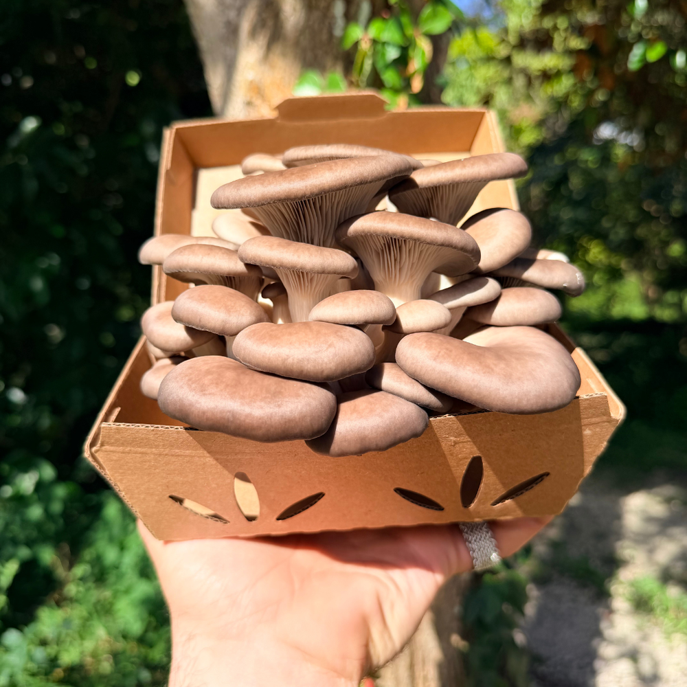 Fresh Blue Oyster Mushrooms