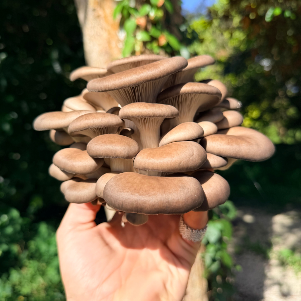Fresh Blue Oyster Mushrooms