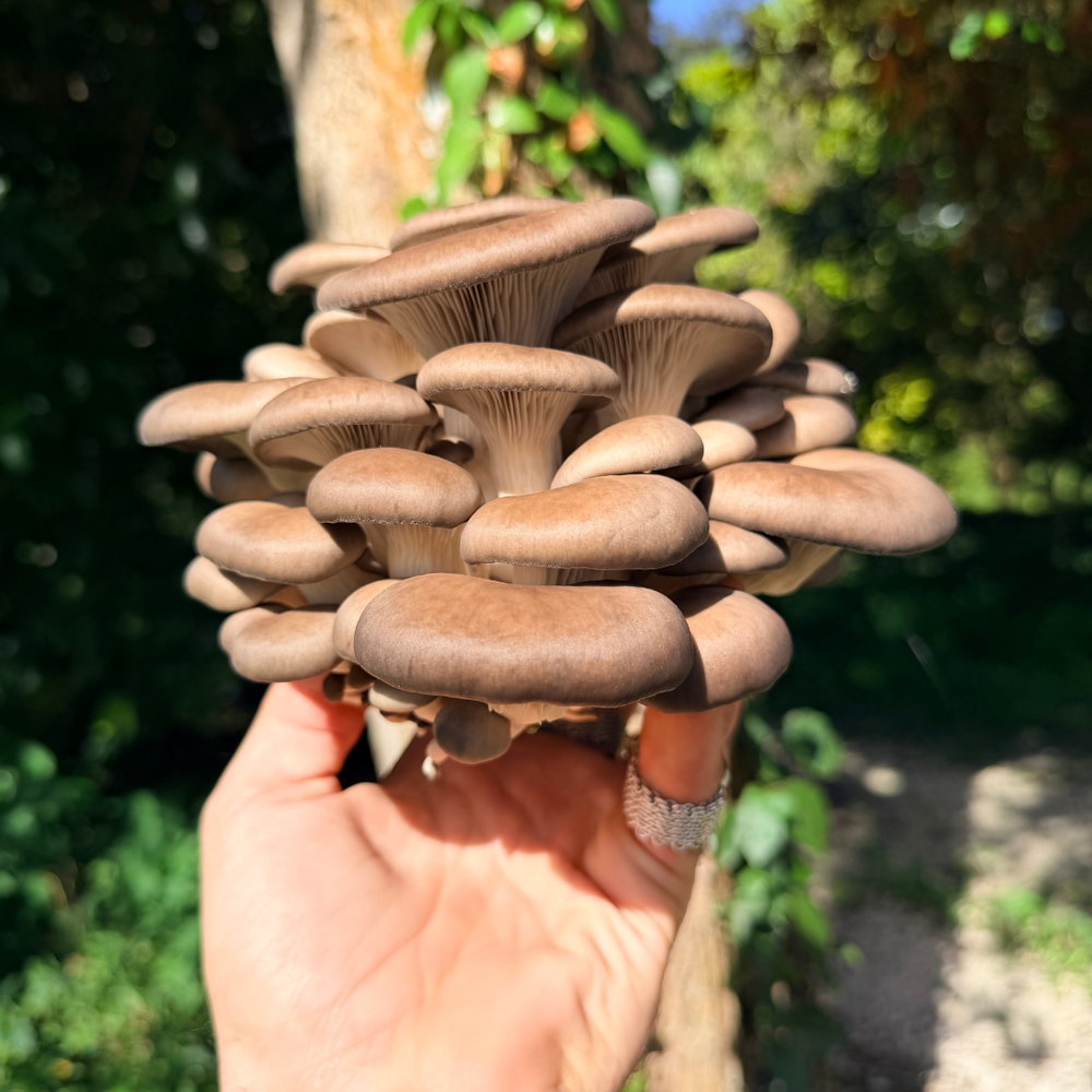 Culinary Mushroom Variety Box
