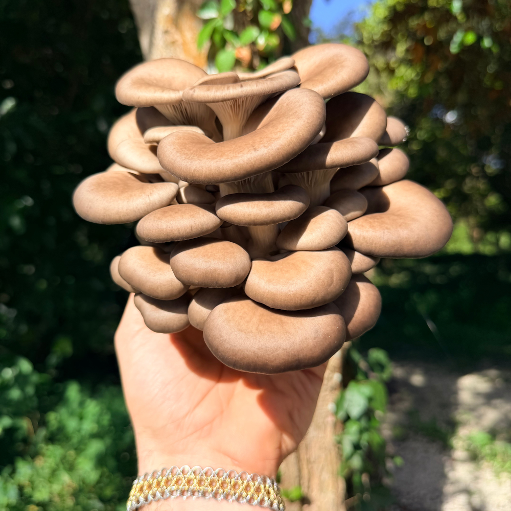 Fresh Blue Oyster Mushrooms