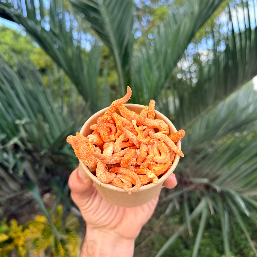 Fresh Cordyceps Mushrooms