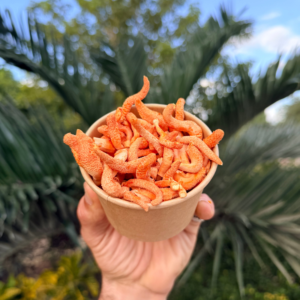 Fresh Cordyceps Mushrooms