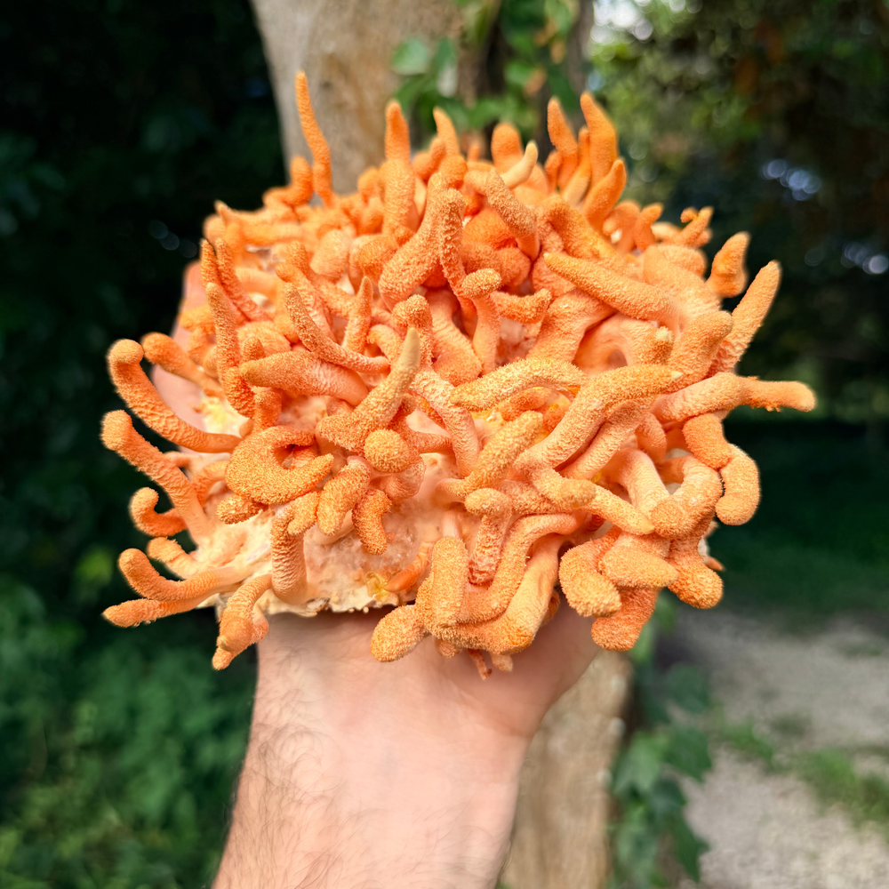 Fresh Cordyceps Mushrooms