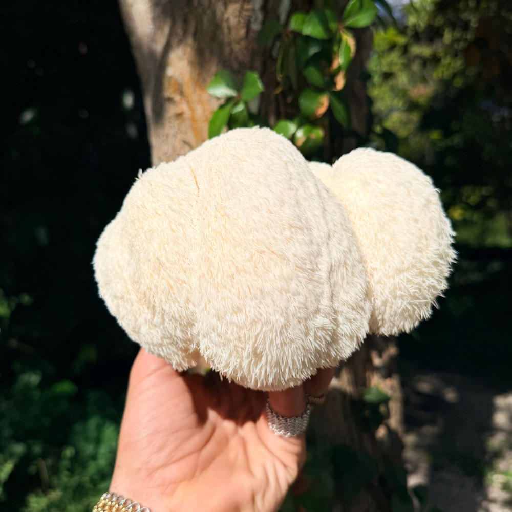 Fresh Lion's Mane Mushrooms